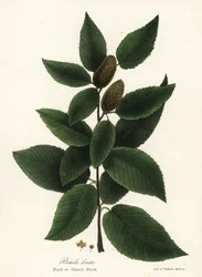 Vidoeiro-preto ou vidoeiro-cerejeira, Betula lenta