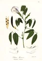 Ervilha borboleta, asas de pombo do Atlântico ou clítoris de Maryland, Clítoris mariana