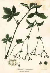 Sanicula canadensis ou Sanicula canadense