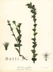 Fecho de Vénus, Triodanis perfoliata (Stem-clasping specularia, Specularia perfoliata)