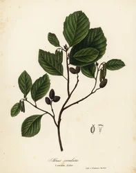 Amieiro comum, amieiro de avelã ou amieiro liso, Alnus serrulata