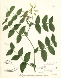 Ervilha creme ou ervilhaca de cor creme, Lathyrus ochroleucus