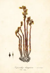 Cachimbo do Holandês, falsas gotas de faia, pinheiro ou ninho de pássaros amarelo, hipopitas Monotropa (Pine-sap, Hypopithys lanuginosa)