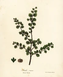 Bétula anã, Betula nana
