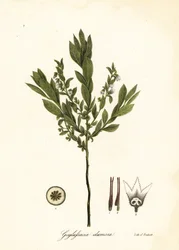 Huckleberry anão, huckleberry arbusto ou gopherberry, Gaylussacia dumosa