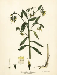 Gromwell falso, Onosmodium hispidum
