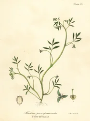 Falsa sereia, Floerkea proserpinacoides