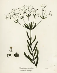 Spurge floração, Euphorbia corollata