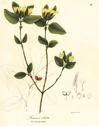 Madressilva de mosca, Lonicera ciliata
