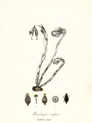 Planta fantasma, cachimbo fantasma, cachimbo indiano ou planta cadáver, Monotropa uniflora