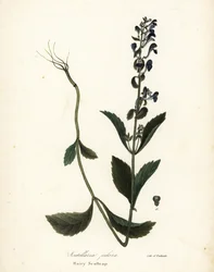 Scullcap peludo, Scutellaria elliptica (Scutellaria pilosa)