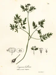 Prenúncio da primavera, pimenta e sal ou erigenia de raiz bulbosa, Erigenia bulbosa