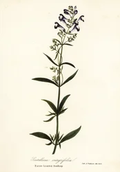 Flor de capacete, capa de capacete ou de escultura de folhas inteiras, Scutellaria integrifolia