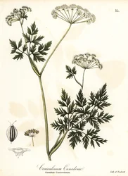 cicuta-salsa