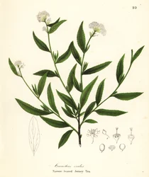 Chá de Jersey, Ceanothus herbaceus (Chá de Jersey de folhas estreitas, Ceanothus ovalis)