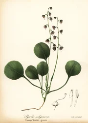 Gaultéria de folha de fígado, gaultéria do pântano ou gaultéria rosa, Pyrola asarifolia (verde-de-pântano, Pyrola uliginosa)