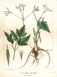 Sweet-cicely longstyle, sweetroot longstyle ou sweet cicely, Osmorhiza longistylis