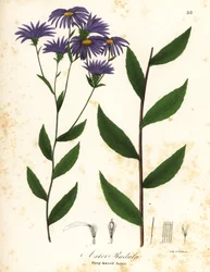 Áster áspero baixo ou áster de madeira áspera, Eurybia radula (Áster com folhas de grosa, Áster radula)
