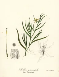 Tanchagem-do-lodo ou jacinto-de-água, Heteranthera dubia (erva-estrela-de-água, Schollera graminifolia)
