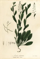 Murbeckiella pinnatifida (Agrião de parede dentado, Arabis dentata)