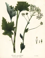 Banana-da-índia pálida, Arnoglossum atriplicifolium (cacalia de folhas de laranja, Cacalia atriplicifolia)