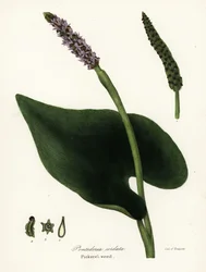Erva daninha de pickerel, Pontederia cordata