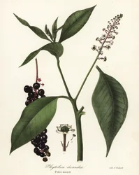 Pokeweed, Phytolacca americana (Phytolaca decandra)
