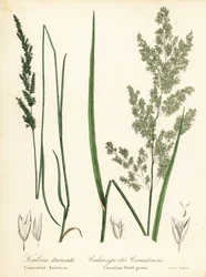 Prairie wedgescale, Sphenopholis obtusata, e Canadian reed-grass, Calamagrostis canadensis