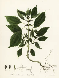 Erva daninha rica, Adenia pumila (Collinsonia canadensis?)