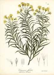 Seda de foice ou áster dourado com folhas de foice, Pityopsis falcata (crisopsis com folhas de foice, Chrysopsis falcata)