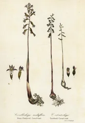 Raiz de coral manchada, Corallorhiza maculata e raiz de coral de outono, Corallorhiza odontorhiza (Raiz de coral de muitas flores, Corallorhiza multiflora e raiz de coral dentada, C