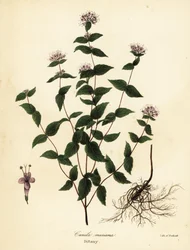 Menta de pedra, hortelã de geada, dittany e dittany americano, Cunila origanoides (Cunila mariana)