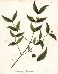 Morangueiro, Euonymus americanus