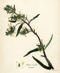 Lousewort alto ou piolho do pântano, Pedicularis lanceolata