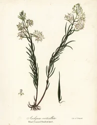 serralha espinhenta, serralha espinhenta oriental, serralha de cavalinha ou andorinha com folhas espirais, Asclepias verticillata