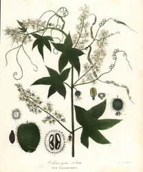 Pepino silvestre, pepino picante, pepino bur ou maçã bálsamo silvestre, Echinocystis lobata