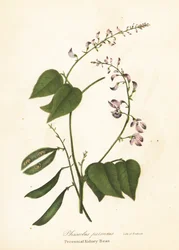 Feijão selvagem, Phaseolus polystachios (Perennial kidney-bean, Phaseolus perennis)