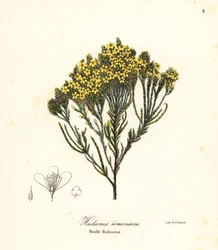 Urze de praia, urze de praia, urze de areia ou hudsonia lanosa, Hudsonia tomentosa