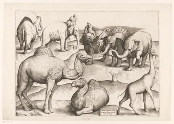 Oito animais
Animais após murais antigos (título da série)
Speculum Romanae Magnificentiae (título da série)