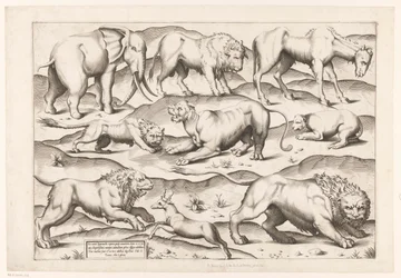 Nove animais selvagens Animais a pinturas murais antigas (título da série) Speculum Romanae Magnificentiae (título da série)