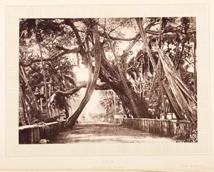 Uma árvore Banyan, Java