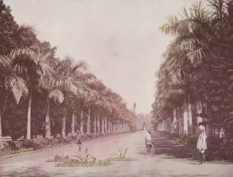 Avenida das palmeiras, jardins botânicos, Calcutá (foto colorida)