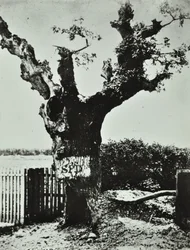 Brockley Lane: Old Oak, Londres, 1890