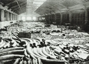 Docas de Londres: armazém de marfim, 1895