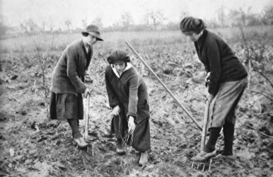 Agradável, lucrativo, patriótico: em uma fazenda de frutas em Letchmore Heath, perto de St. Albans, de The Illustrated War News, 2 de agosto de 1916
