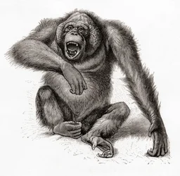 Um orangotango de Bornéu, Pongo pygmaeus, também conhecido como orangotango, orangutang ou orang-utang. Do Meyers Lexicon, publicado em 1924 (impresso)