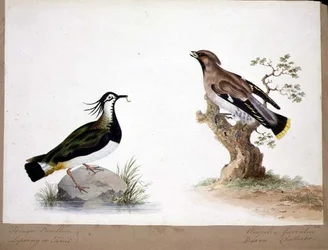 Um Lapwing e um Waxwing