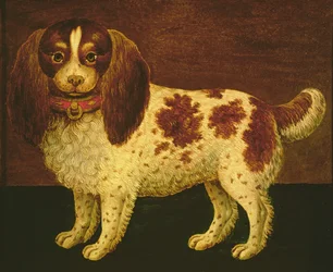 Um Spaniel