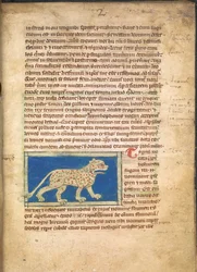 Um Tigre, de Sloane 3544, f.2 (velino)