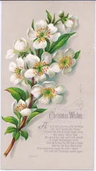 Um cartão de Natal vitoriano com um spray de rosas de Natal e um verso, c.1880